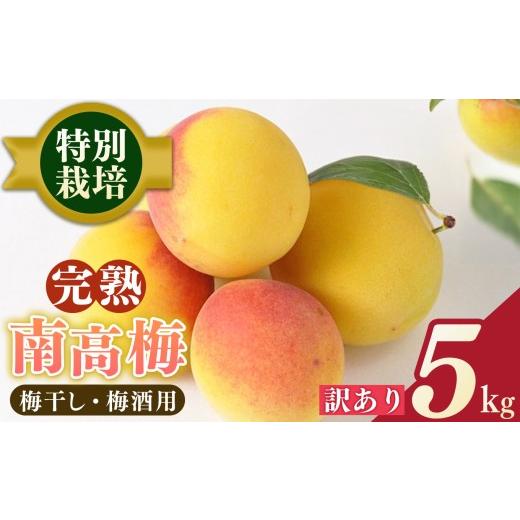 ふるさと納税 果物類 奈良県 五條市 堀内果実園 奈良県産 特別栽培 大切に育てた南高梅(完熟・梅干し用)5kg | 果実 かじつ 梅 うめ 南高梅 なんこうばい 完…