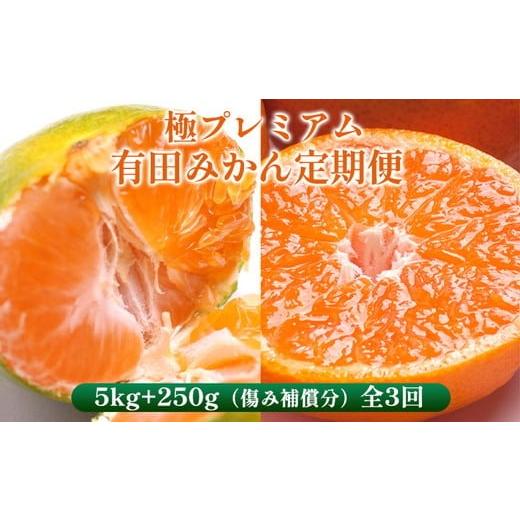 ふるさと納税 果物類 みかん 和歌山県 美浜町 〈定期便〉 10・11・12月 全3回 極プレミアム 有田みかん定期便 5kg+250g （傷み補償分） 北海道・沖縄・離島へ…_1