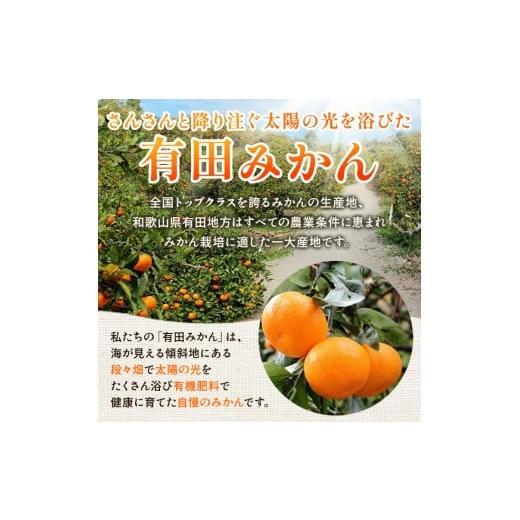 ふるさと納税 果物類 みかん 和歌山県 美浜町 〈定期便〉 10・11・12月 全3回 極プレミアム 有田みかん定期便 5kg+250g （傷み補償分） 北海道・沖縄・離島へ…_3