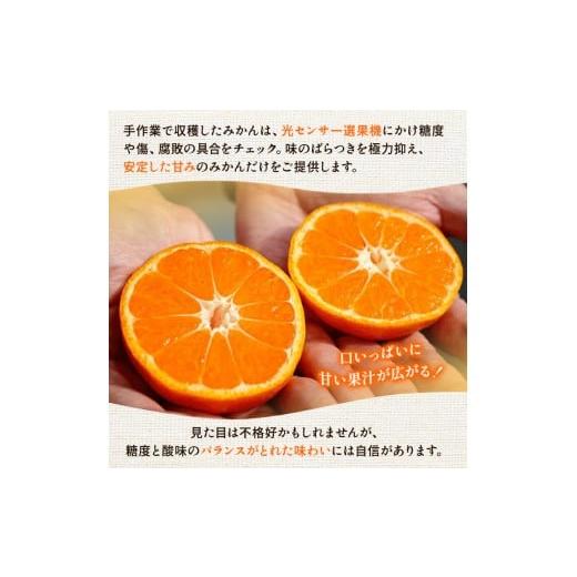 ふるさと納税 果物類 みかん 和歌山県 美浜町 〈定期便〉 10・11・12月 全3回 極プレミアム 有田みかん定期便 5kg+250g （傷み補償分） 北海道・沖縄・離島へ…_4
