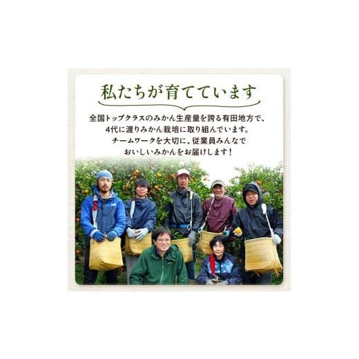 ふるさと納税 果物類 みかん 和歌山県 美浜町 〈定期便〉 10・11・12月 全3回 極プレミアム 有田みかん定期便 5kg+250g （傷み補償分） 北海道・沖縄・離島へ…_5