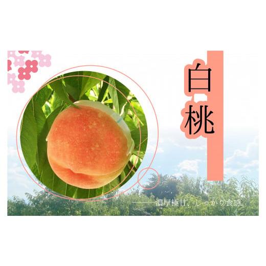 ふるさと納税 もも 山梨県 笛吹市 2026年発送 先行予約 もぎたて 川中島白桃約1.8kg 157-032-26y 2026年発送