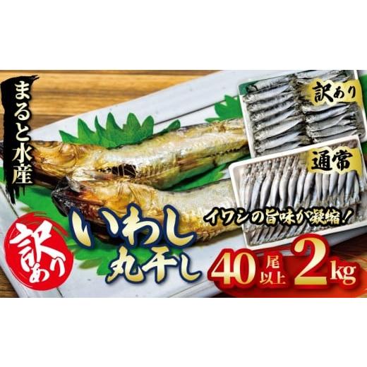 ふるさと納税 干物 イワシ 愛知県 南知多町 いわしの丸干し 訳あり 2kg イワシ 干物 まると水産 訳あり2kg:10,000円