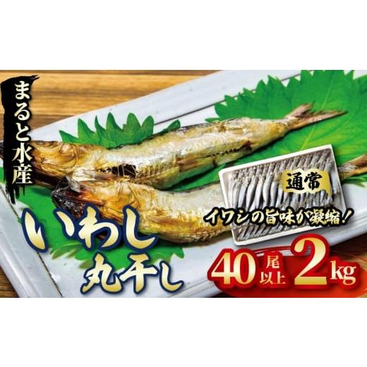 ふるさと納税 干物 イワシ 愛知県 南知多町 いわしの丸干し 2kg イワシ 干物 まると水産 通常2kg:10,000円
