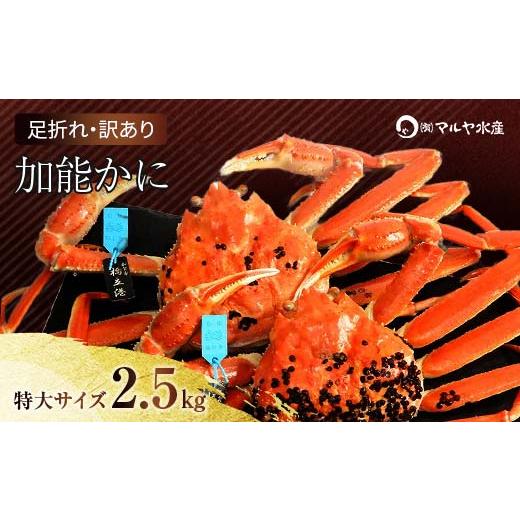ふるさと納税 カニ ずわいガニ 石川県 加賀市 石川県産 加能かに ズワイガニ ( 産地証明タグ付 ) 訳あり 足折れ 特大サイズ 2〜3匹 合計2.5kg 11月10日〜12月1…