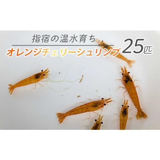 ふるさと納税 雑貨・日用品 インテリア 鹿児島県 指宿市 10営業日以内に発送 温水育ち オレンジ チェリー シュリンプ 25匹(otofarm/010-1963) 北海道・沖縄…