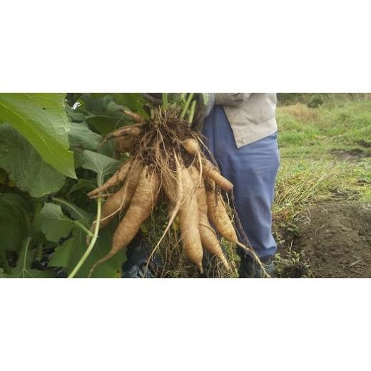 ふるさと納税 人参・大根・他根菜 北海道 北広島市 北海道生ヤーコン 6kg 2025年10月上旬より順次発送予定