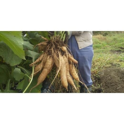 ふるさと納税 人参・大根・他根菜 北海道 北広島市 北海道生ヤーコン3kg 2025年10月上旬より順次発送予定 ヤーコン 野菜 根菜 オリゴ糖 北海道 北広島市