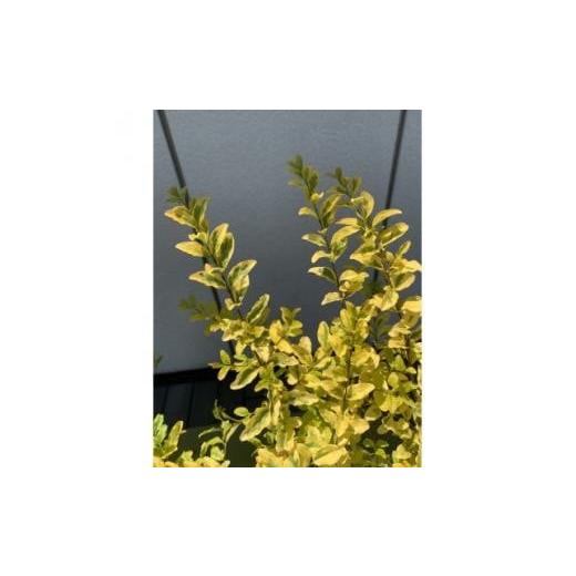 ふるさと納税 花・苗木 盆栽 三重県 鈴鹿市 黄金葉が鮮やか プリペット　レモン\u0026ライム　３本セット〈プラス樹〉_2