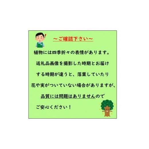 ふるさと納税 花・苗木 盆栽 三重県 鈴鹿市 黄金葉が鮮やか プリペット　レモン\u0026ライム　３本セット〈プラス樹〉_3