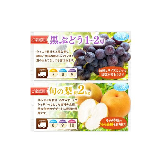 ふるさと納税 果物の詰合せ 熊本県 玉名市  定期便 12回 プチっと 堪能 家庭用 フルーツ定期便 | 果物 フルーツ 高評価 いちご みかん 不知火 スイカ ぶどう …_7