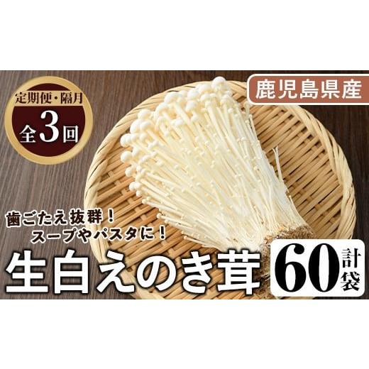 ふるさと納税 野菜類 きのこ 鹿児島県 阿久根市 定期便(奇数月)・全3回 生白えのき茸(計60袋・20袋×3回)国産 エノキ きのこ キノコ 個包装 三笠えのき茸生産…