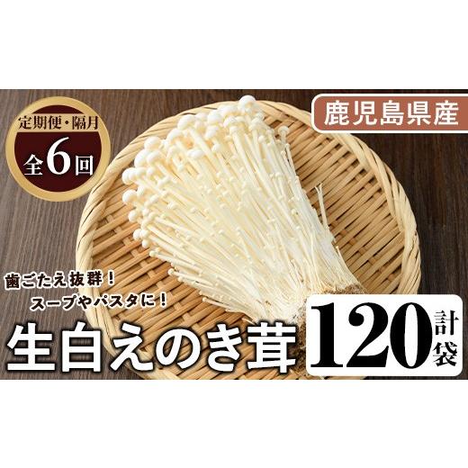ふるさと納税 野菜類 きのこ 鹿児島県 阿久根市 定期便(奇数月)・全6回 生白えのき茸(計120袋・20袋×6回)国産 エノキ きのこ キノコ 個包装 三笠えのき茸生…