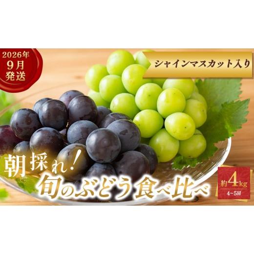 ふるさと納税 ぶどう 兵庫県 加西市 9月限定|採れたて旬のぶどう 食べ比べ 約4kg(4〜5房)シャインマスカット入り セット 詰め合わせ 産地直送 フルーツ 兵…