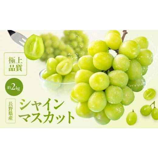 ふるさと納税 ぶどう マスカット 長野県 飯田市 2026先行予約 大人気 長野県産 シャインマスカット 秀品 約2kg[2026年9月下旬〜11月上旬発送]| 果物 くだも…