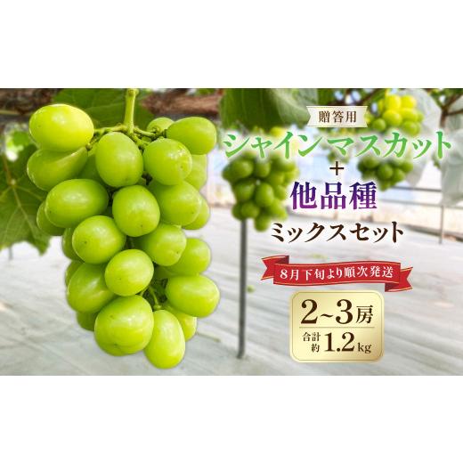 ふるさと納税 ぶどう マスカット 茨城県 神栖市 贈答用 シャインマスカット と他品種ミックス 約1.2kg以上 フルーツ 果物 くだもの マスカット ぶどう 葡萄 20…