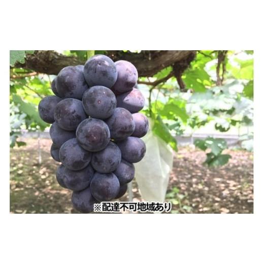 ふるさと納税 ぶどう 岡山県 玉野市 ぶどう 2026年 先行予約 ひらた農園 岡山県産 加温ハウス栽培 ニューピオーネ 2房(1房750g前後) 果物 ぶどう フルーツ