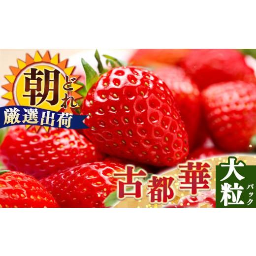 ふるさと納税 いちご 奈良県 平群町 ジューシー 平群 の 古都華 いちご 4L or 5L サイズ(1種×2パック)苺屋小東 | 先行予約 フルーツ 果物 くだもの ブラン…
