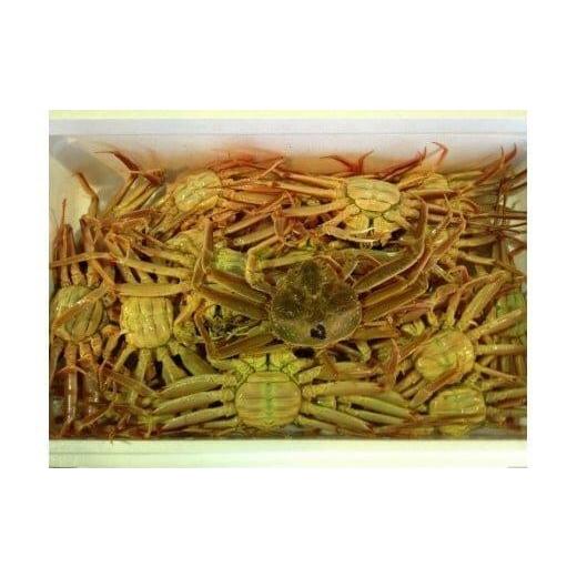 ふるさと納税 カニ 鳥取県 北栄町  活 鳥取県産 セコガニ 訳あり 良品 2kg 2026年11月上旬〜12月下旬頃に順次発送予定 ｜ 蟹 かに せこがに せこ蟹 訳あり 家…_1