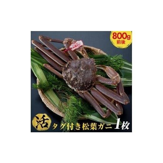 ふるさと納税 カニ 松葉ガニ 鳥取県 北栄町 活 タグ付き 松葉ガニ 大1枚(800g前後) 着日指定不可 2025年11月上旬〜2026年3月下旬頃に順次発送予定[かに …