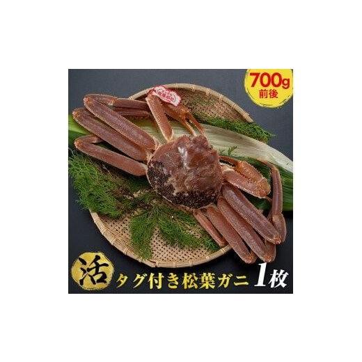 ふるさと納税 カニ 松葉ガニ 鳥取県 北栄町 活 タグ付き松葉ガニ 中1枚(700g前後) 着日指定不可 2025年11月上旬〜2026年3月下旬頃に順次発送予定[かに カ…