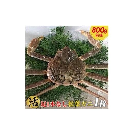 ふるさと納税 カニ 松葉ガニ 鳥取県 北栄町 活 足1本なし 訳あり 松葉ガニ 大1枚(800g前後) 着日指定不可 2025年11月上旬〜2026年3月下旬頃に順次発送予…