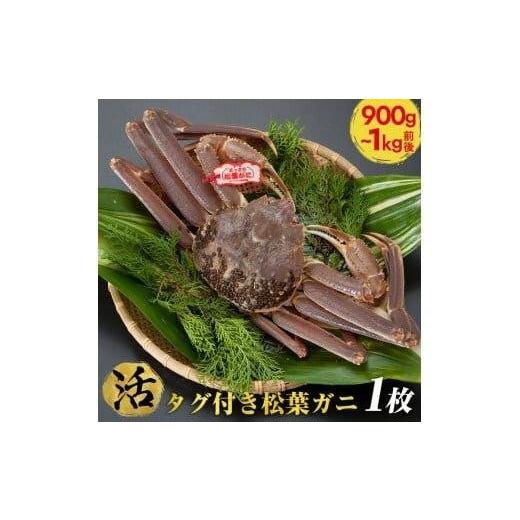 ふるさと納税 カニ 松葉ガニ 鳥取県 北栄町 早期受付 活 タグ付き松葉ガニ 特大1枚(900g〜1kg前後)[かに カニ 蟹] 着日指定不可 2025年11月上旬頃から順…