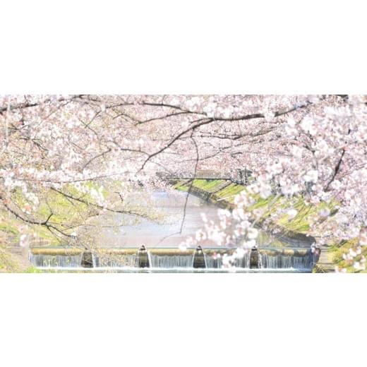 ふるさと納税 ファッション 靴 愛知県 大口町 履くだけで『疲労回復madrasリカバリーシューズ 指圧 M511BGMTブラック 25.0cm 1616750 |  | 05