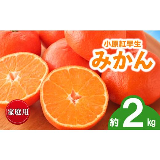 ふるさと納税 果物類 みかん 香川県 丸亀市 先行予約 みかん 蜜柑 約2kg 小原紅早生 小原紅早生みかん 柑橘 オレンジ 果物 フルーツ 果実 旬 家庭用 11月下旬…