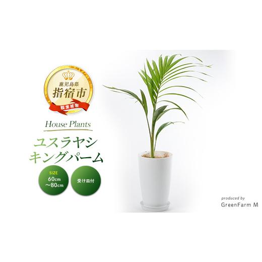 ふるさと納税 花・苗木 鹿児島県 指宿市 2026年3月上旬〜発送 観葉植物 ユスラヤシ キングパーム 60cm〜80cm(Green Farm M／IB075-027) 北海道・沖縄・離島配…の画像
