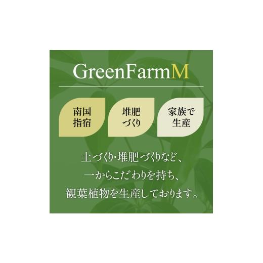 ふるさと納税 花・苗木 鹿児島県 指宿市 2026年3月上旬〜発送 観葉植物 ユスラヤシ キングパーム 60cm〜80cm(Green Farm M／IB075-027) 北海道・沖縄・離島配…の画像