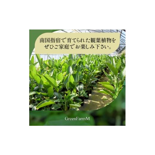 ふるさと納税 花・苗木 鹿児島県 指宿市 2026年3月上旬〜発送 観葉植物 ユスラヤシ キングパーム 60cm〜80cm(Green Farm M／IB075-027) 北海道・沖縄・離島配…の画像