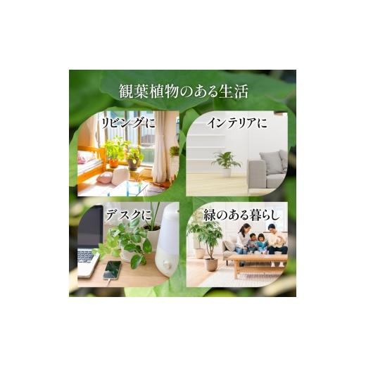 ふるさと納税 花・苗木 鹿児島県 指宿市 2026年3月上旬〜発送 観葉植物 ユスラヤシ キングパーム 60cm〜80cm(Green Farm M／IB075-027) 北海道・沖縄・離島配…の画像