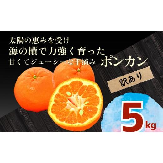 ふるさと納税 果物の詰合せ 高知県 須崎市 訳あり ポンカン 5kg 早期受付 2026年1月中旬より順次発送 安和ポンカン 家庭用 柑橘 椪柑 みかん フルーツ 果物 く…