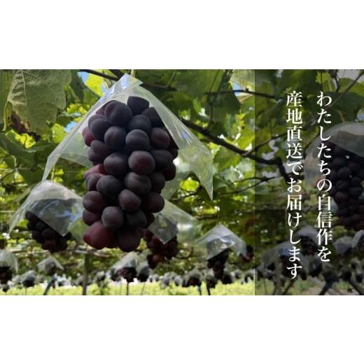 ふるさと納税 ぶどう 山梨県 笛吹市 2026年発送 糖度20度保証付 ブラックシャインマスカット「富士の輝」約2kg 2〜5房／日テレ「ZIP 」TBS「ひるおび」にて紹…の画像