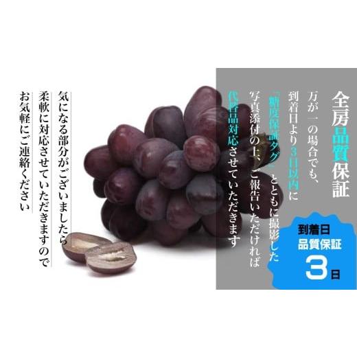 ふるさと納税 ぶどう マスカット 山梨県 笛吹市 2026年発送 全房糖度保証付 ブラックシャインマスカット「富士の輝」食べ比べセット 合計約2kg 2〜5房／日テレ…の画像