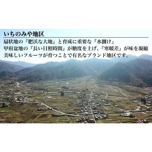 ふるさと納税 ぶどう マスカット 山梨県 笛吹市 2026年発送 全房糖度保証付 ブラックシャインマスカット「富士の輝」食べ比べセット 合計約2kg 2〜5房／日テレ…の画像