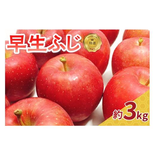 ふるさと納税 りんご 青森県 五所川原市 2026年10月発送 りんご 約3kg 早生ふじ 特選 青森 2026年 リンゴ 林檎 果物 フルーツ