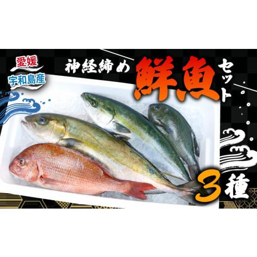 ふるさと納税 旬の鮮魚等 愛媛県 宇和島市 鮮魚 セット 神経締め 宇和海産 3種 こもこもShop 鮮魚詰合せ 神経〆 まるごと タイ カンパチ ブリヒラ シマアジ カ…