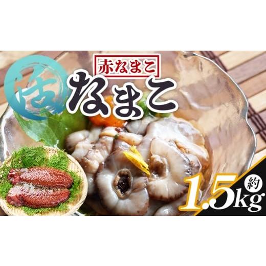 ふるさと納税 魚貝類 高知県 香南市 活ナマコ 1.5kg 赤ナマコ - 国産 産地直送 赤なまこ なまこ ナマコ 海鼠 海産物 海鮮 魚介類 刺身 刺し身 炒め物 塩辛 こ…