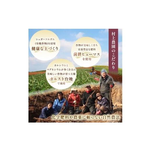 ふるさと納税 野菜類 サツマイモ 山口県 美祢市 さつまいも TVで紹介 アフター保証 甘くておいしい 紅はるか 10kg ｜ さつまいも サツマイモ 芋 いも 野菜 紅…の画像