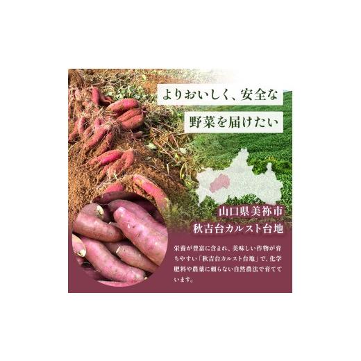 ふるさと納税 野菜類 サツマイモ 山口県 美祢市 さつまいも TVで紹介 アフター保証 甘くておいしい 紅はるか 10kg ｜ さつまいも サツマイモ 芋 いも 野菜 紅…の画像