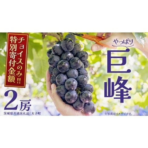 ふるさと納税 ぶどう 巨峰 茨城県 牛久市 チョイスのみ特別寄附額 巨峰 2房 2026年7月上旬発送開始 (茨城県共通返礼品:大子町) ぶどう 葡萄 ブドウ フルー…