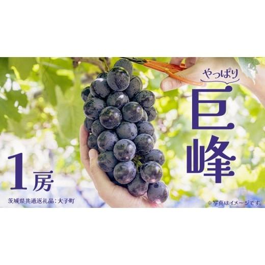 ふるさと納税 ぶどう 巨峰 茨城県 牛久市 巨峰 1房 2026年7月上旬発送開始 (茨城県共通返礼品:大子町) ぶどう 葡萄 ブドウ フルーツ 果物 スイーツ 1房