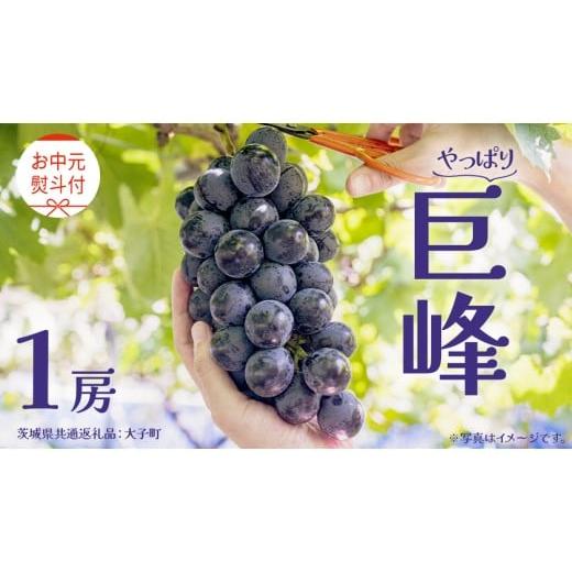 ふるさと納税 ぶどう 巨峰 茨城県 牛久市 お中元 熨斗付き 巨峰 1房 2026年8月上旬発送開始 (茨城県共通返礼品:大子町) ぶどう 葡萄 ブドウ フルーツ 果物 …
