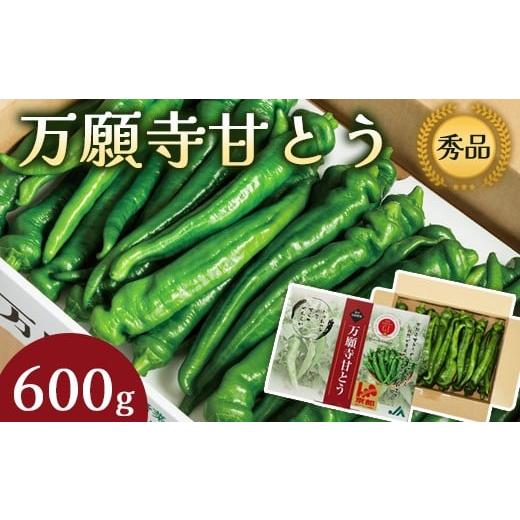 ふるさと納税 野菜類 京都府 舞鶴市 万願寺甘とう 秀品 600g 肉厚 ジューシー 辛くない 唯一の京野菜 国産 旬 季節の野菜 詰め合わせ 京のブランド産品 京野菜…