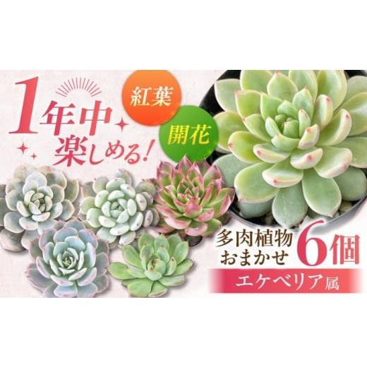 ふるさと納税 花・苗木 岐阜県 御嵩町 選べる発送月 12月 オールシーズン 楽しむ エケベリア6個セット / 多肉植物 観葉植物 寄せ植え 用 / 日本花キ流通 /…