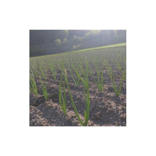 ふるさと納税 野菜類 玉ねぎ 北海道 富良野市  2026年10月以降発送 北海道 富良野産 玉ねぎ 約10kg 1643940の画像