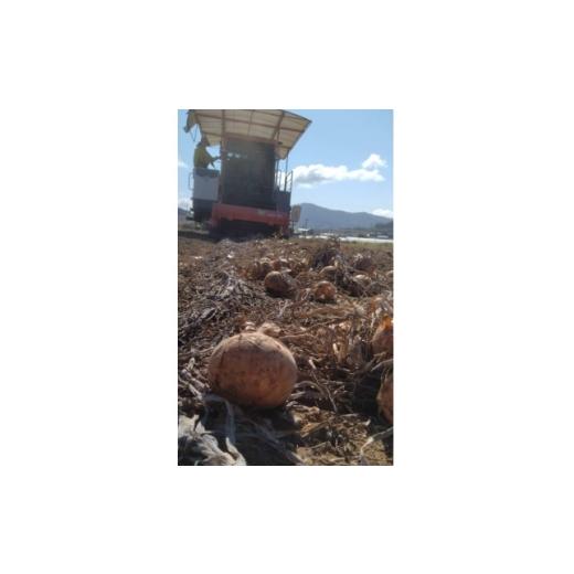 ふるさと納税 野菜類 玉ねぎ 北海道 富良野市  2026年10月以降発送 北海道 富良野産 玉ねぎ 約10kg 1643940の画像