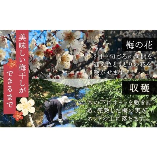 ふるさと納税 加工品等 梅干 和歌山県 印南町 定期便（4月・8月・12月）全3回お届け 紀州南高梅使用 はちみつ うす塩味 完熟梅干し 無選別 1kg ［TM215］_3